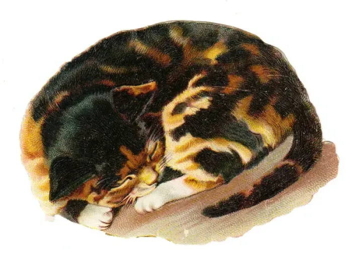 Framed Print : Cute tabby cat on a Victorian scrap Framed Print : Cute tabby cat on a Victorian scrap