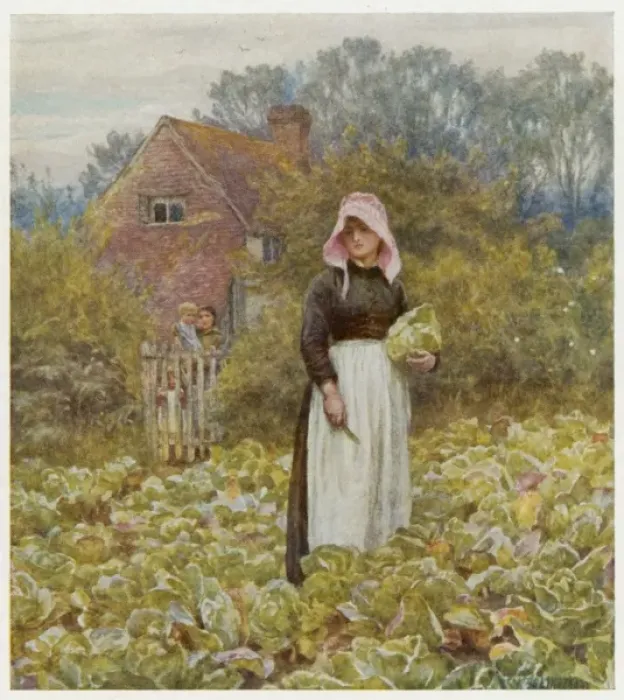 Framed Print : Cutting Cabbages / Allingh Framed Print : Cutting Cabbages / Allingh