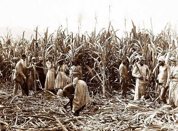 Cutting cane, Jamaica