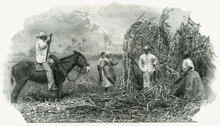 Framed Print : CUTTING CUBAN SUGAR CANE Framed Print : CUTTING CUBAN SUGAR CANE