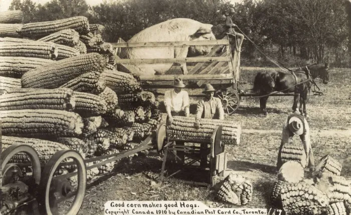 Framed Print : Cutting giant sweetcorn for a giant hog, Canada Framed Print : Cutting giant sweetcorn for a giant hog, Canada