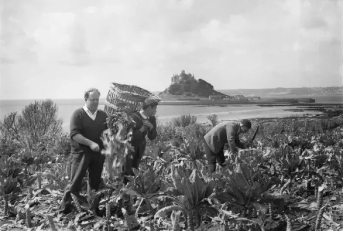 Framed Print : Cutting green vegetables near St Michaels Mount, Cornwall Framed Print : Cutting green vegetables near St Michaels Mount, Cornwall