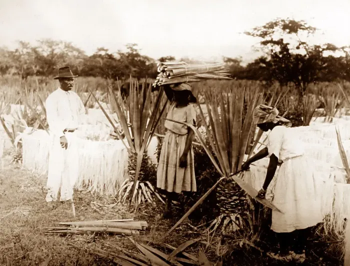 Framed Print : Cutting sisal, Clarendon, Jamaica Framed Print : Cutting sisal, Clarendon, Jamaica
