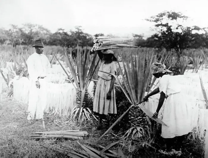 Framed Print : Cutting sisal Clarendon Jamaica early 1900s Framed Print : Cutting sisal Clarendon Jamaica early 1900s