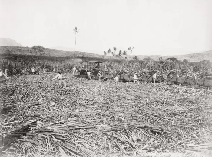 Framed Print : Cutting sugar cane, Barbados, West Indies Framed Print : Cutting sugar cane, Barbados, West Indies