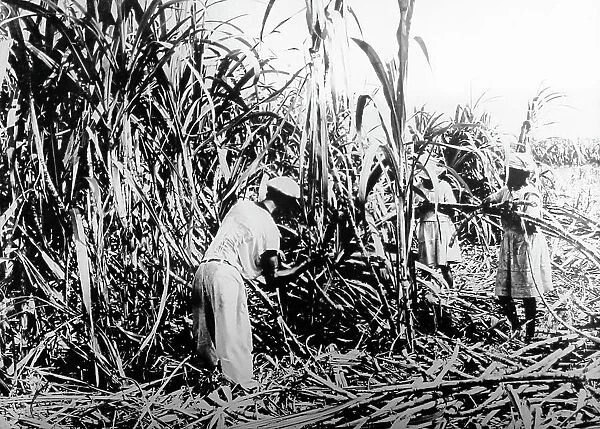 Cutting sugar cane, Jamaica, early 1900s