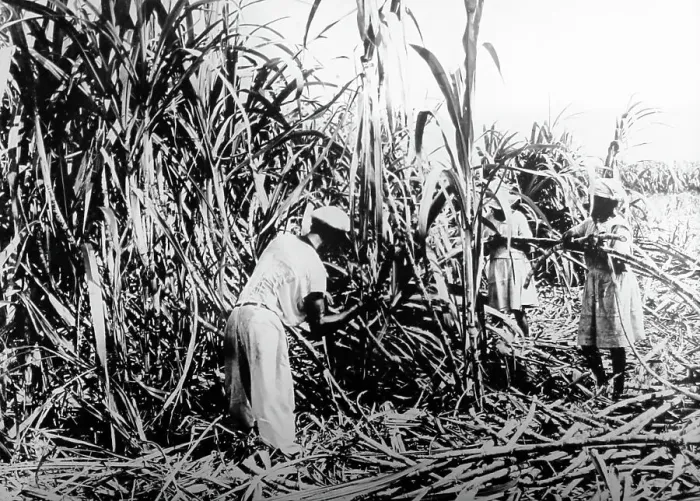 Framed Print : Cutting sugar cane, Jamaica, early 1900s Framed Print : Cutting sugar cane, Jamaica, early 1900s