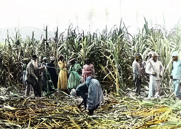 Cutting sugar cane, Jamaica, Victorian period