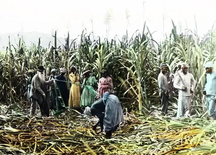 Framed Print : Cutting sugar cane, Jamaica, Victorian period Framed Print : Cutting sugar cane, Jamaica, Victorian period