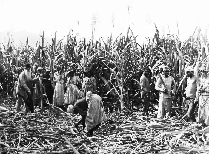 Framed Print : Cutting Sugar Cane, Jamaica - Victorian period Framed Print : Cutting Sugar Cane, Jamaica - Victorian period