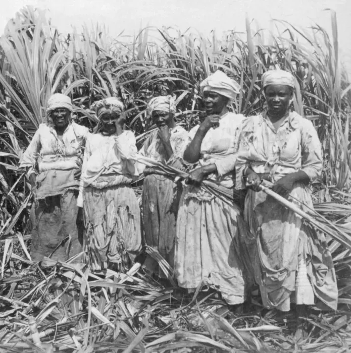 Framed Print : Cutting sugar cane, Montego, Jamaica Framed Print : Cutting sugar cane, Montego, Jamaica
