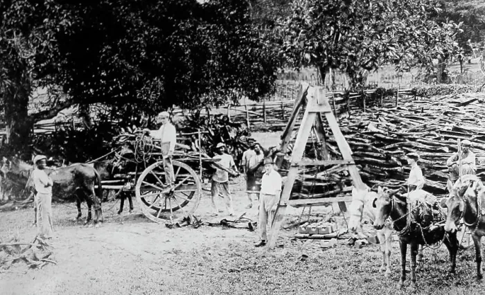 Framed Print : Cutting and weighing logs in St Elizabeth Jamaica Framed Print : Cutting and weighing logs in St Elizabeth Jamaica
