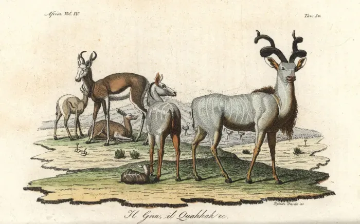Framed Print : Cuviers gazelle (endangered) and greater kudu Framed Print : Cuviers gazelle (endangered) and greater kudu