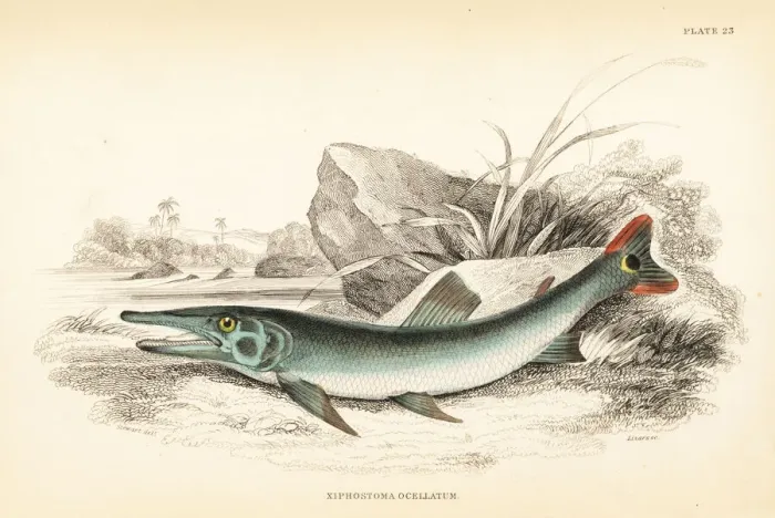 Framed Print : Cuviers pike-characin, Boulengerella cuvieri Framed Print : Cuviers pike-characin, Boulengerella cuvieri