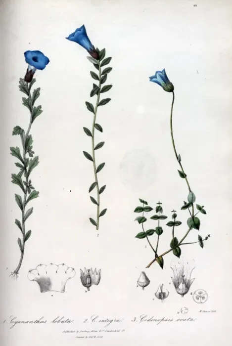 Framed Print : Cyananthus lobata and integra + Codonopsis ovata Framed Print : Cyananthus lobata and integra + Codonopsis ovata