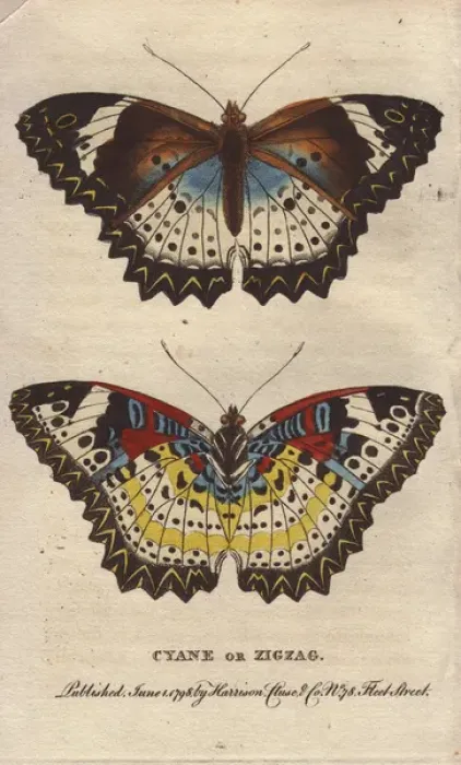 Framed Print : Cyane or Zigzag butterfly, Leopard Lacewing, Cethosia cyane Framed Print : Cyane or Zigzag butterfly, Leopard Lacewing, Cethosia cyane