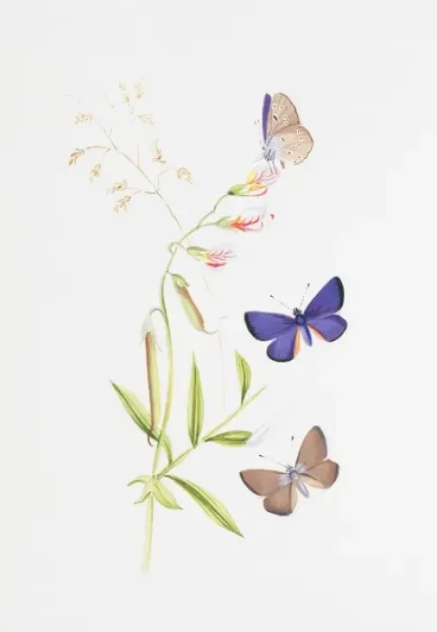 Framed Print : Cyaniris semiargus, mazarine blue Framed Print : Cyaniris semiargus, mazarine blue