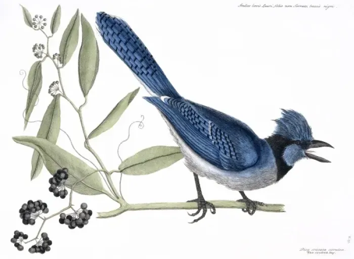 Framed Print : Cyanocitta cristata, blue jay Framed Print : Cyanocitta cristata, blue jay