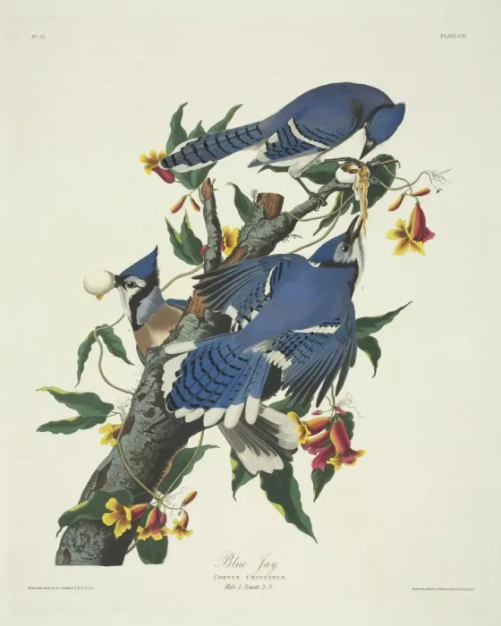 Framed Print : Cyanocitta cristata, blue jay Framed Print : Cyanocitta cristata, blue jay