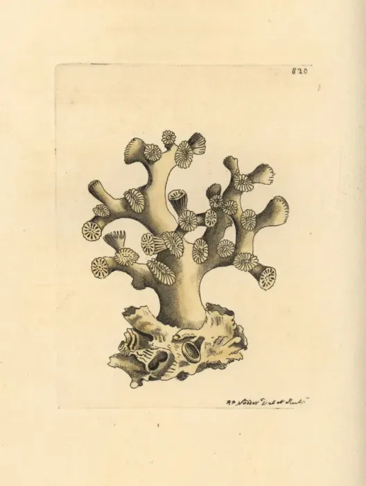 Framed Print : Cyathelia axillaris coral Framed Print : Cyathelia axillaris coral