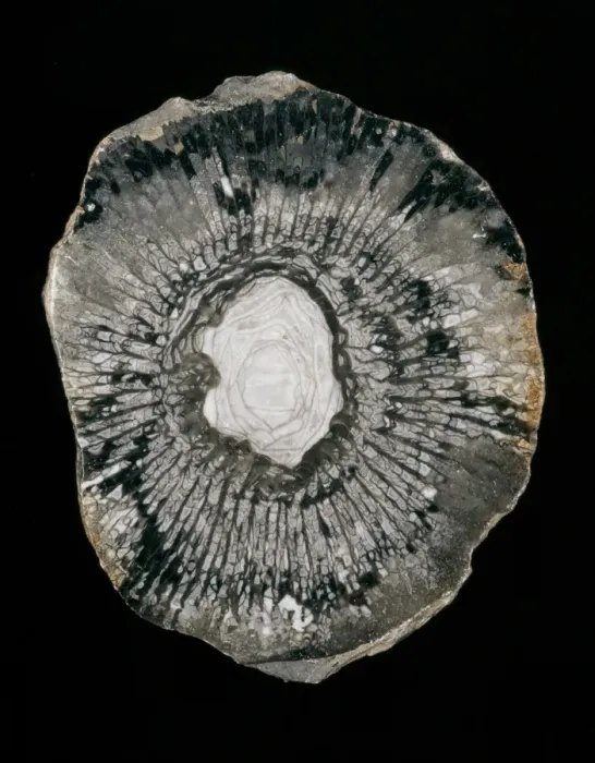 Framed Print : Cyathophyllum sp. rugose coral Framed Print : Cyathophyllum sp. rugose coral