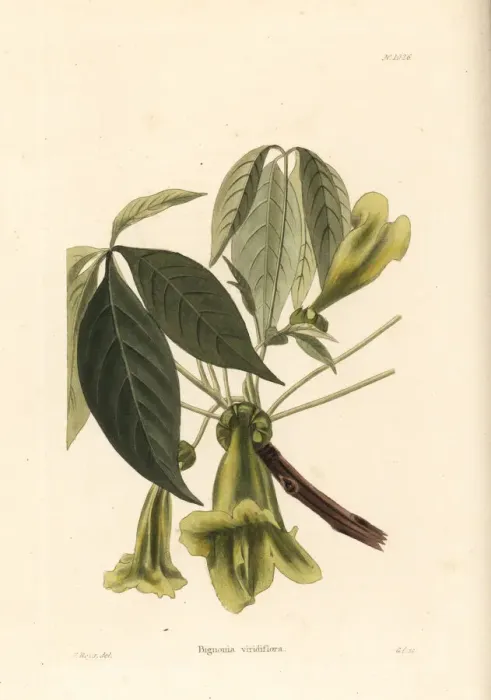 Framed Print : Cybistax, Cybistax antisyphilitica Framed Print : Cybistax, Cybistax antisyphilitica