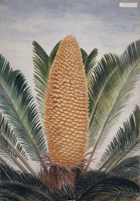 Framed Print : Cycas revoluta, sago palm Framed Print : Cycas revoluta, sago palm