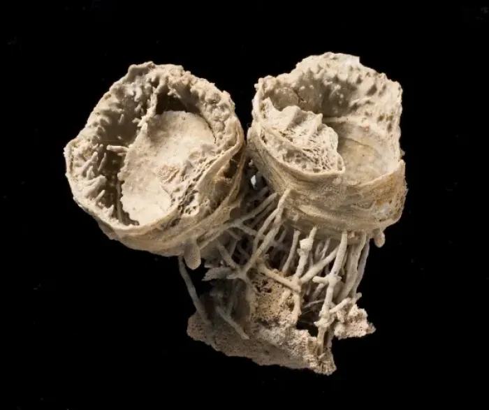 Framed Print : Cyclacantharia, a fossil brachiopod Framed Print : Cyclacantharia, a fossil brachiopod