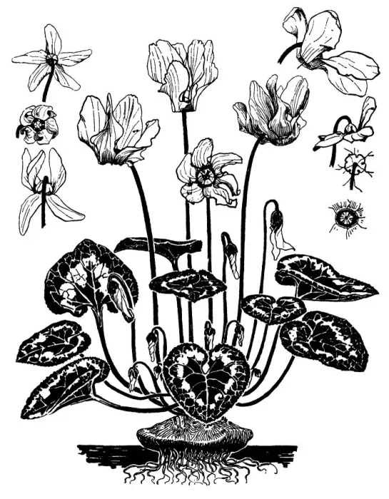 Framed Print : Cyclamen. Studies in plant form with suggestions for their application to design Framed Print : Cyclamen. Studies in plant form with suggestions for their application to design