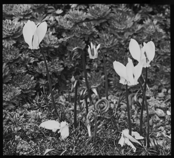 Framed Print : Cyclamen showing spiral seed stems