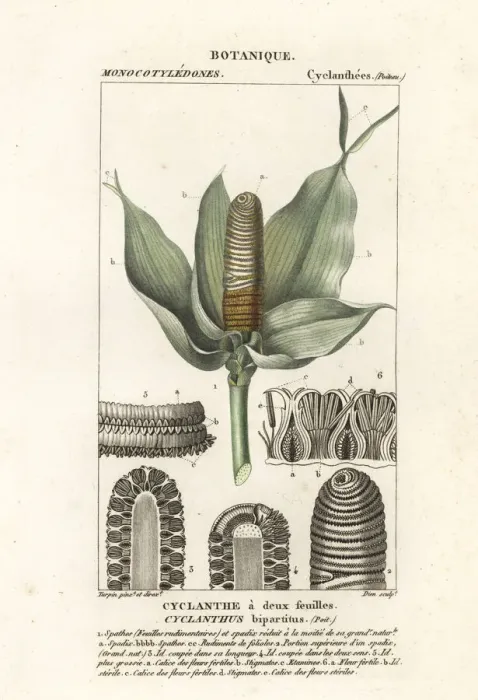 Framed Print : Cyclanthus bipartitus Framed Print : Cyclanthus bipartitus