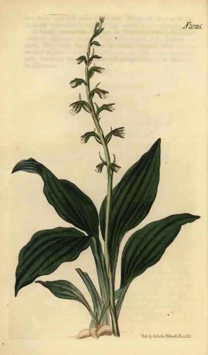 Framed Print : Cyclopogon elatus orchid Framed Print : Cyclopogon elatus orchid