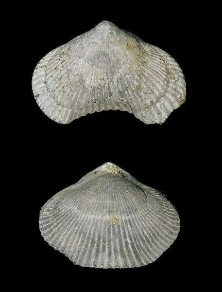 Cyclothyris difformis, brachiopod