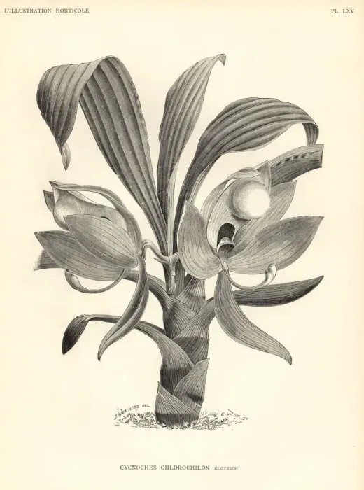 Framed Print : Cycnoches chlorochilon orchid Framed Print : Cycnoches chlorochilon orchid