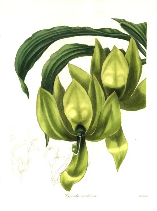 Framed Print : Cycnoches ventricosum orchid