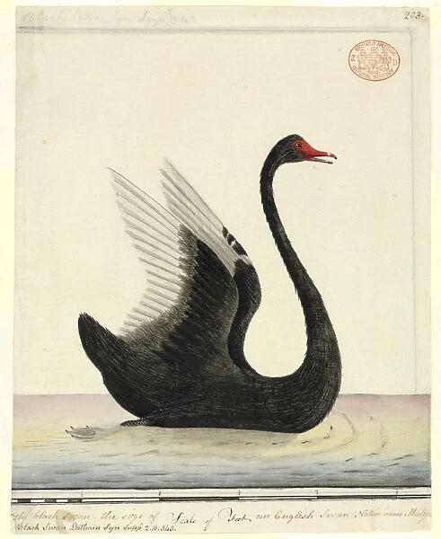 Cygnus atratus, black swan