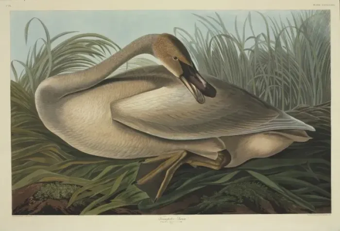 Framed Print : Cygnus buccinator, trumpeter swan Framed Print : Cygnus buccinator, trumpeter swan