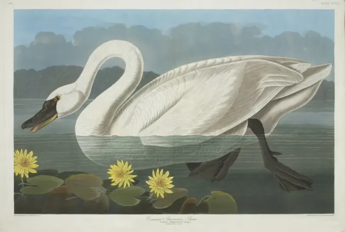Framed Print : Cygnus columbianus, tundra swan