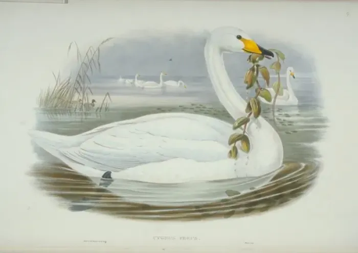 Framed Print : Cygnus cygnus, whooper swan