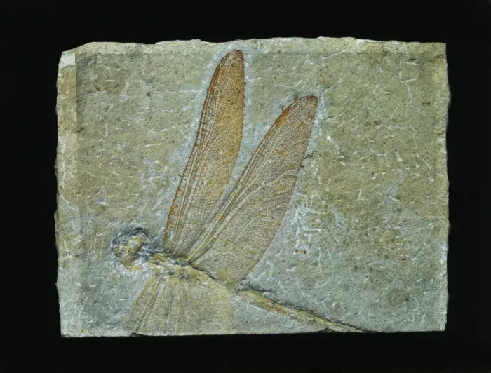 Framed Print : Cymatophlebia longialata, fossil dragonfly