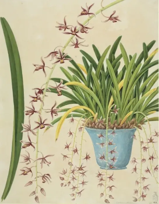 Framed Print : Cymbidium aloifolium, orchid Framed Print : Cymbidium aloifolium, orchid