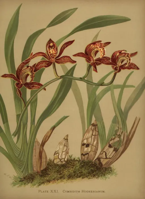 Framed Print : Cymbidium hookerianum orchid Framed Print : Cymbidium hookerianum orchid