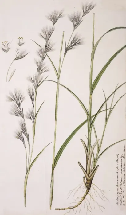 Framed Print : Cymbopogon iwarancusa, oilgrass Framed Print : Cymbopogon iwarancusa, oilgrass