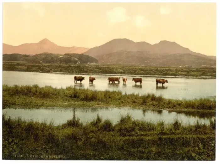 Framed Print : Cynicht and Moelwyn (cattle study), Wales Framed Print : Cynicht and Moelwyn (cattle study), Wales