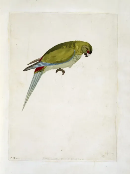 Framed Print : Cynoramphus zealandicus, black-fronted parakeet Framed Print : Cynoramphus zealandicus, black-fronted parakeet