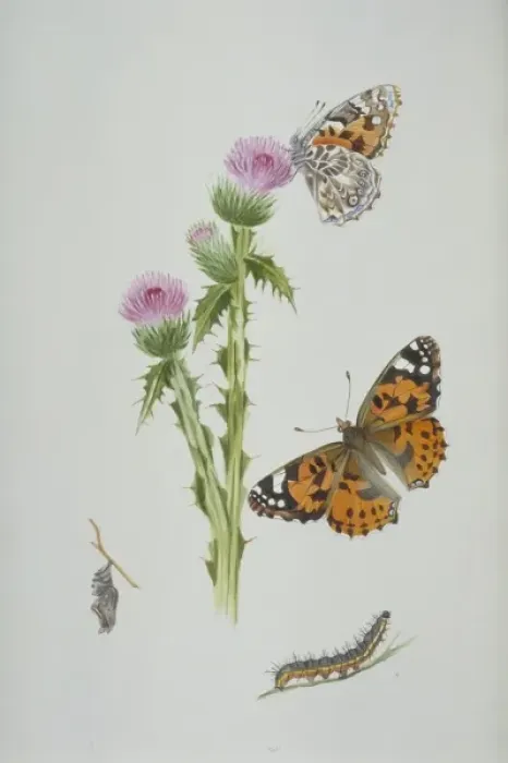Framed Print : Cynthia cardui, painted lady Framed Print : Cynthia cardui, painted lady