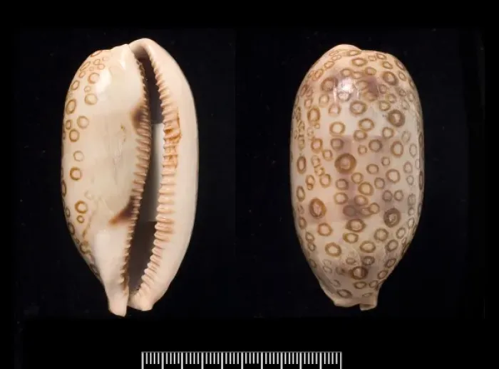 Framed Print : Cypraea argus, hundred-eyed cowrie Framed Print : Cypraea argus, hundred-eyed cowrie