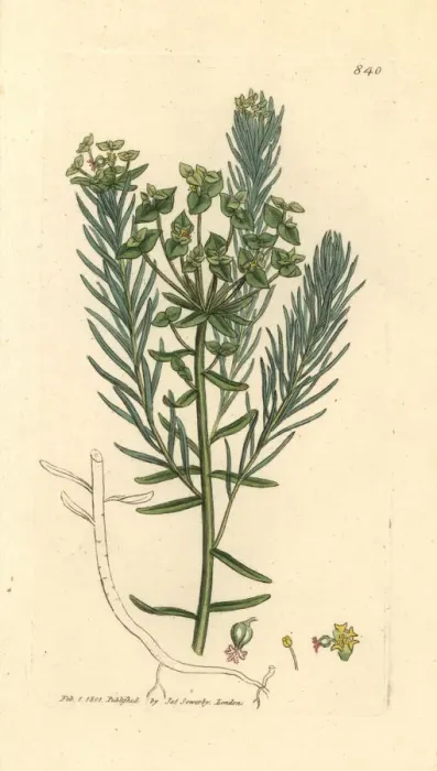 Framed Print : Cypress spurge, Euphorbia cyparissias Framed Print : Cypress spurge, Euphorbia cyparissias