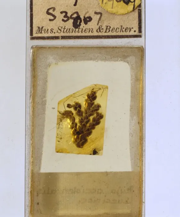 Framed Print : Cypress twig in Baltic amber Framed Print : Cypress twig in Baltic amber