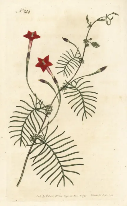 Framed Print : Cypress vine, Ipomoea quamoclit Framed Print : Cypress vine, Ipomoea quamoclit
